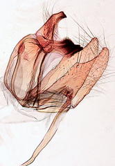 Niditinea orleansella