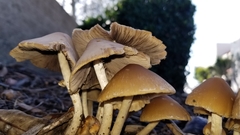 Candolleomyces candolleanus