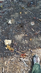 Candolleomyces candolleanus