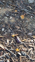 Candolleomyces candolleanus