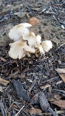 Candolleomyces candolleanus