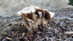 Candolleomyces candolleanus