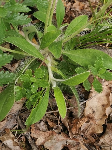 Pilosella hoppeana, photograph 5