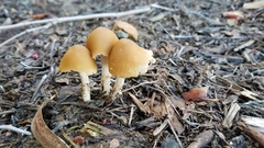 Candolleomyces candolleanus