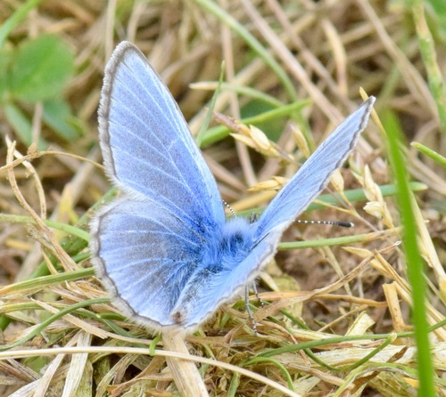 Silvery Blue photo 3