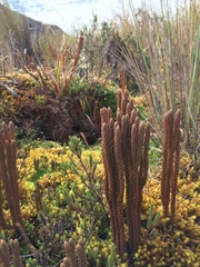 Phlegmariurus crassus