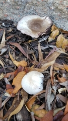Agaricus