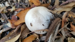 Agaricus