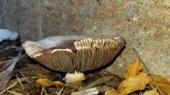 Agaricus
