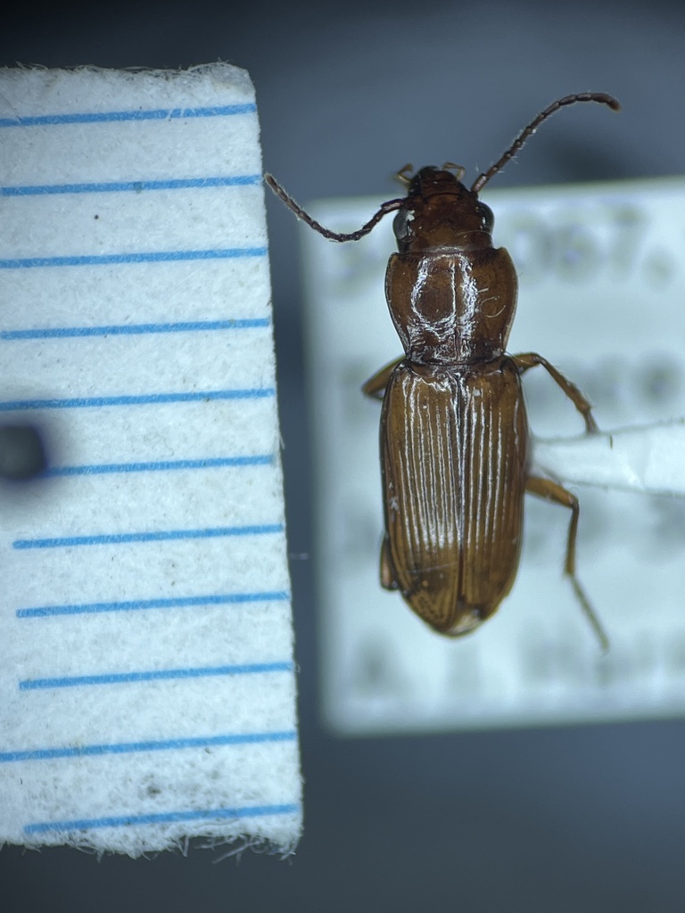 Diplochaetus planatus