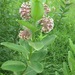 Common Milkweed - Photo (c) Garth Holman, some rights reserved (CC BY-NC)
