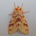 Spotted Tussock Moth - Photo (c) Paul Bedell, some rights reserved (CC BY-SA), uploaded by Paul Bedell