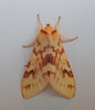 Spotted Tussock Moth - Photo (c) Paul Bedell, some rights reserved (CC BY-SA), uploaded by Paul Bedell