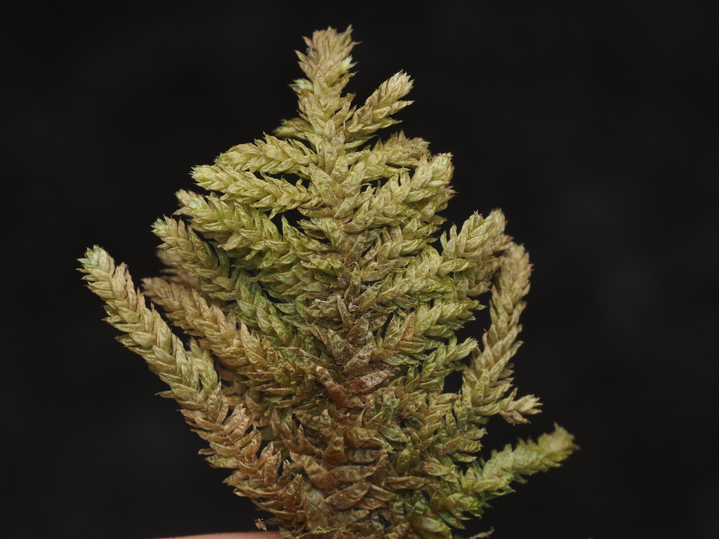 Calyptothecium duplicatum (Calyptothecium duplicatum)