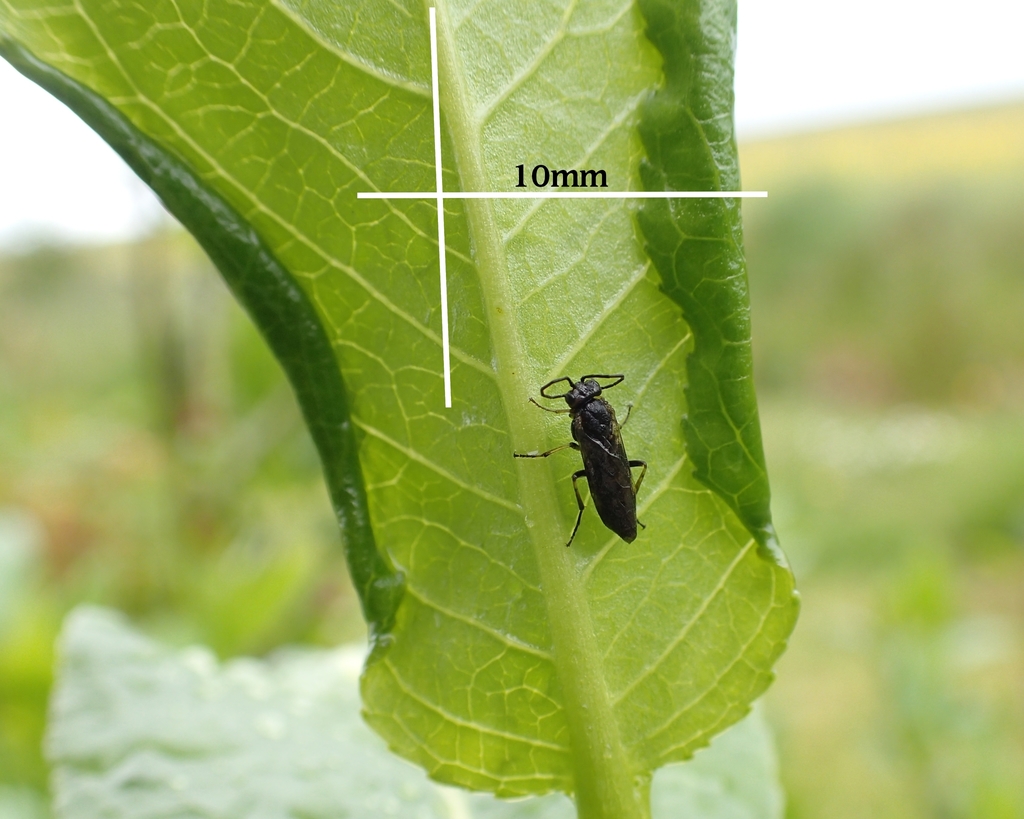 Browed Leaf-galler