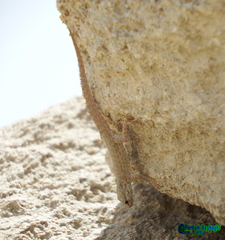 Pristurus rupestris rupestris