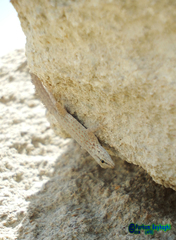 Pristurus rupestris rupestris