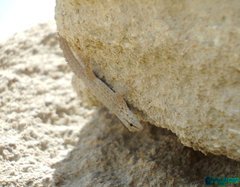 Pristurus rupestris rupestris