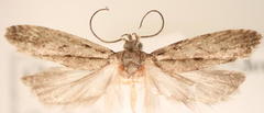 Chionodes pereyra