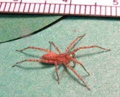 Anyphaena fraterna