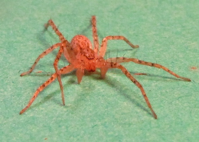Anyphaena fraterna