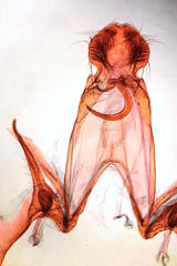 Chionodes pereyra
