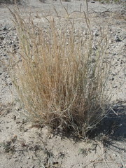 Hilaria rigida
