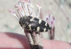 Acmaeodera tuta
