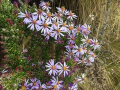 Diplostephium hartwegii