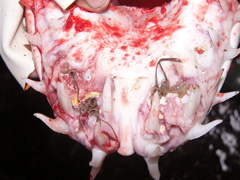 Anthosoma crassum