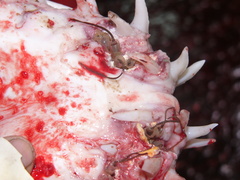 Anthosoma crassum