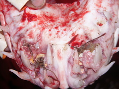 Anthosoma crassum