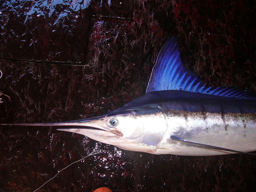 Barred marlin (Kajikia audax) — Istiophoridae — 3