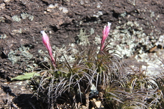Yoannis Domínguez, CC BY, iNaturalist via GBIF Tillandsia tenuifolia, photograph Yoannis Domínguez, CC BY, iNaturalist via GBIF