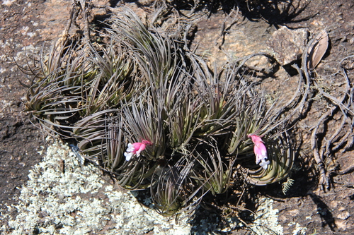 Tillandsia tenuifolia, photograph 2