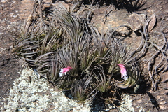 Yoannis Domínguez, CC BY, iNaturalist via GBIF Tillandsia tenuifolia, photograph Yoannis Domínguez, CC BY, iNaturalist via GBIF