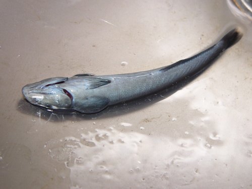 Grey marlinsucker (Remora brachyptera) — Echeneidae — 3