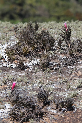 Tillandsia tenuifolia, photograph 3