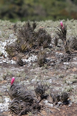 Yoannis Domínguez, CC BY, iNaturalist via GBIF Tillandsia tenuifolia, photograph Yoannis Domínguez, CC BY, iNaturalist via GBIF