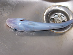 Remora brachyptera