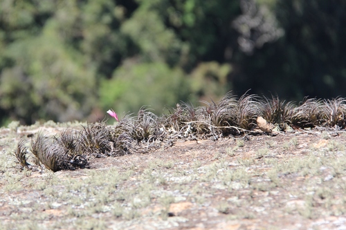 Tillandsia tenuifolia, photograph 4