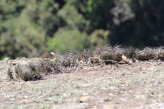 Yoannis Domínguez, CC BY, iNaturalist via GBIF Tillandsia tenuifolia, photograph Yoannis Domínguez, CC BY, iNaturalist via GBIF
