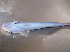 Remora brachyptera
