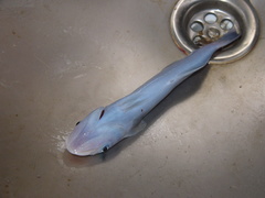 Remora brachyptera