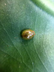 Hemisphaerius