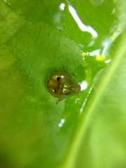Hemisphaerius