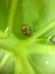 Hemisphaerius