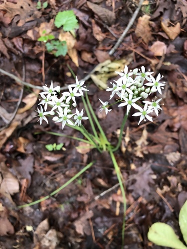 Striped garlic (Allium cuthbertii)