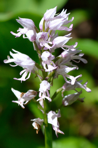 Military Orchid