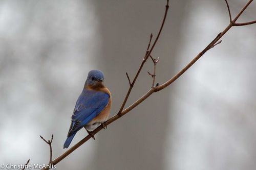 Eastern Bluebird photographed in Ohio